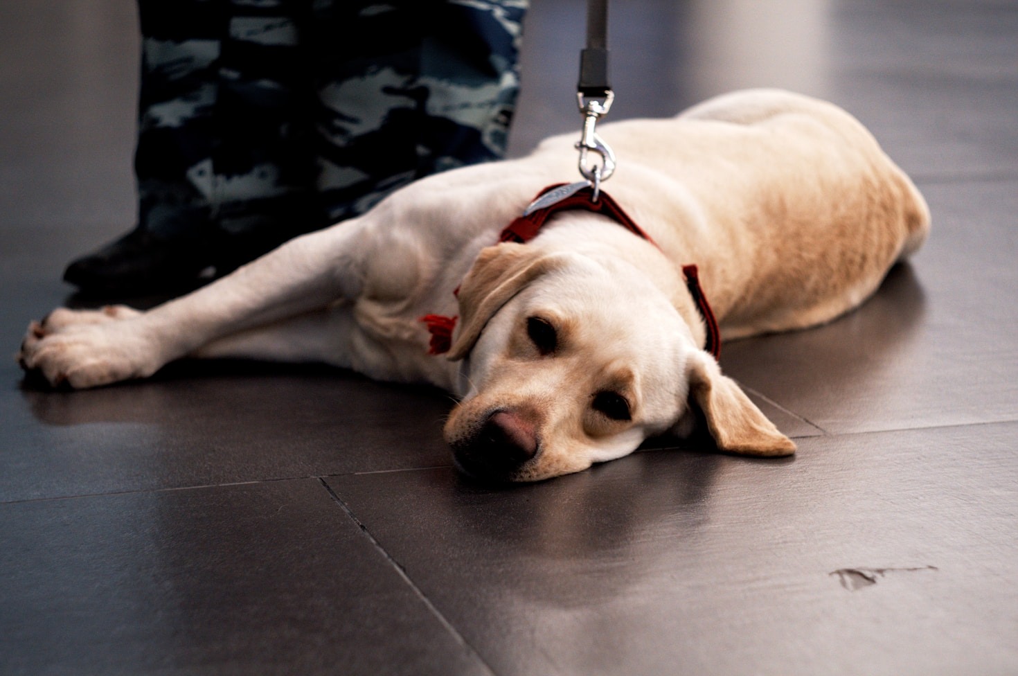 How Service Dogs Improve Lives in New York